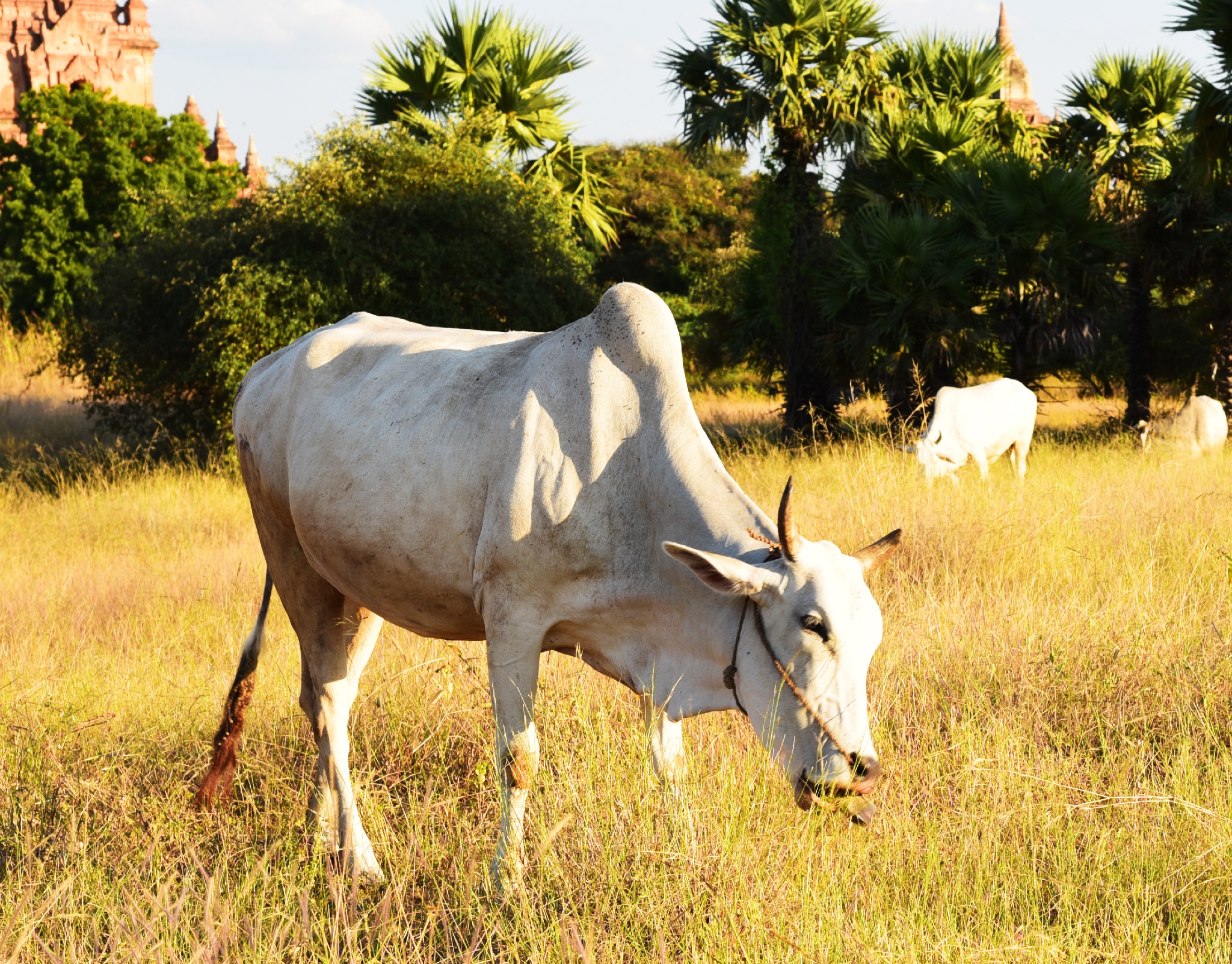 云牛快报养牛躺着赚钱的时代将要结束这两类人才能笑到最后
